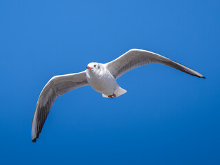 空を飛ぶユリカモメ
