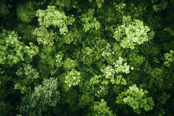 Naklejka premium Verdant canopy: Aerial perspective of lush green treetops creating a dense forest ecosystem