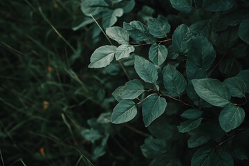 "Fresh Green Leaves with Sunlight in Spring Nature Background"