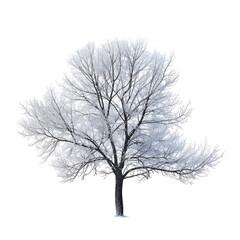 Obraz premium Winter Tree Isolated on Black Background Snowy Branches Cold Season Nature