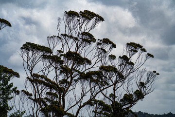 Eucalyptus tree tops in the Auckland evening sky