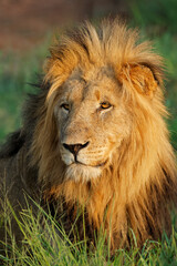 Portrait of a big male African lion (Panthera leo), Madikwe game reserve, South Africa.