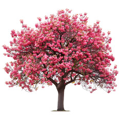 Obraz premium Pink flowering tree isolated on black background