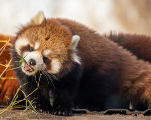 Red panda cub enjoys a snack in its natural habitat during a sunny day