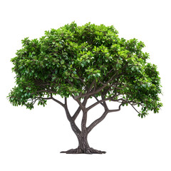 Obraz premium Lush Green Tree Isolated on Black Background,