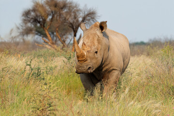 An endangered white rhinoceros (Ceratotherium simum) in natural habitat, South Africa.