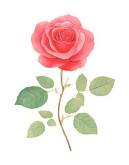 Fototapeta premium Vibrant red rose in full bloom with green leaves, cut out - stock png.