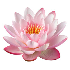 A beautiful pink lotus flower on a transparent background symbolizing purity and tranquility in natures elegance, lotus flower on transparent background
