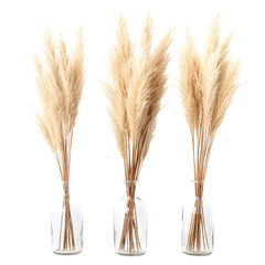 Fototapeta premium Dried pampas grass decorative arrangement