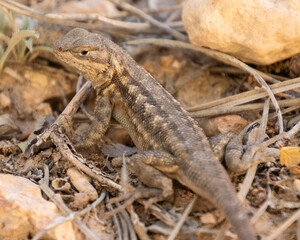 Lizard basking in the sun on rocky terrain in a desert setting during the early morning hours