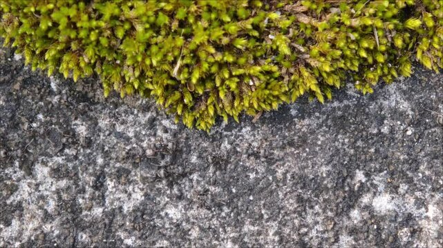 Rows of ants walk along the mossy walls, part 1