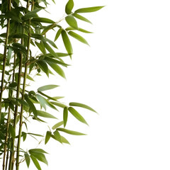 Obraz premium Green bamboo plant close up image for nature inspired design