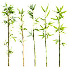Obraz premium Green bamboo stalks dark background