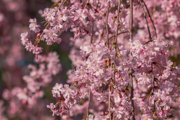 Pink weeping Cherry blossom tree close up view for background use.