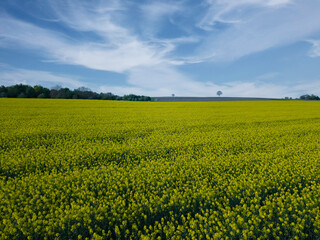 Aerial view of a vibrant yellow rapeseed field in full bloom, captured by a drone in stunning bird’s-eye perspective. The lush, colorful landscape forms natural patterns and textures,