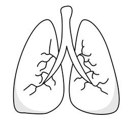 Understanding Lungs Anatomy and Their Role in Respiratory System