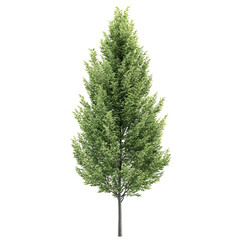Fototapeta premium Green tree illustration high contrast background