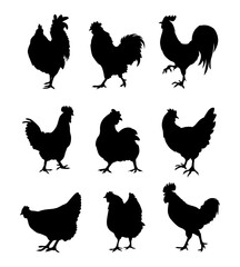chicken silhouette vector collection