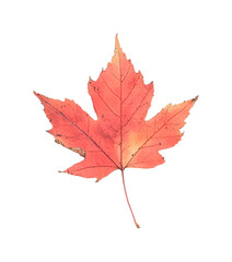 Close-up of vibrant autumn red maple leaf isolated on black, cut out - stock png.