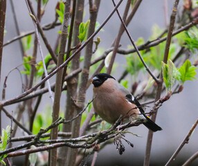 A red-breasted bird is on a branch of a poplar tree and is greedily eating last year's berries