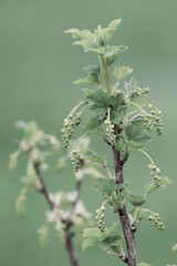 A branch of a currant bush in spring has newly blossomed leaves and flowers.
