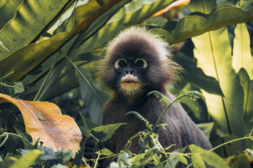 Dusky Leaf Monkey
