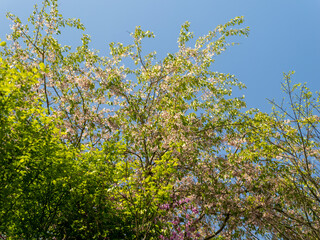 山に咲いた桜の花