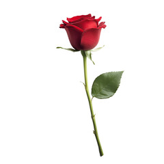 Red rose close up dark background