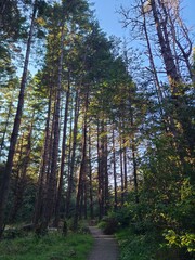 Tall Coast Redwoods near the Mendocino Coast in Northern California