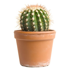 Small cactus in terracotta pot