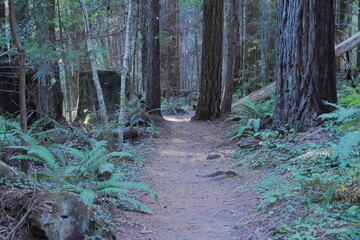 Fototapeta premium Sword Fern on the Redwood Forest Floor, Mendocino, California