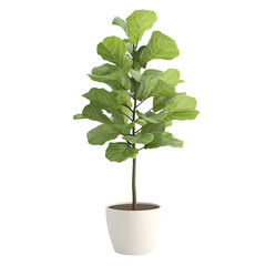 Small potted plant green foliage