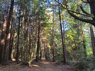 Tall redwoods on the Ecological Staircase near Fort Bragg, California