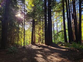 The early evening sun shines on the floor of the Redwood Forest in Mendocino, California