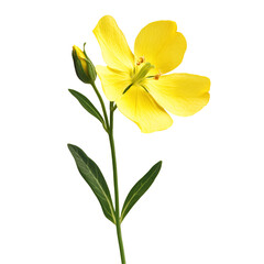 Yellow flower illustration against black background