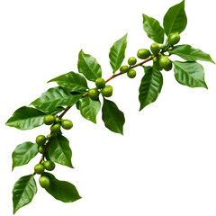 Closeup view of fresh green leaves
