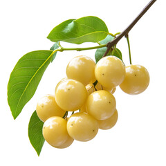 Closeup yellow fruits cluster branch leaves