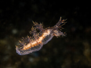 A Branched Dendronotus (Dendronotus venustus) floats ethereally against a black background, displaying its intricate, highly branched cerata tipped with fine golden dots