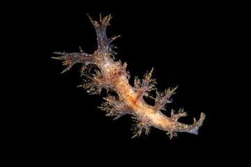 A Branched Dendronotus (Dendronotus venustus) floats ethereally against a black background, displaying its intricate, highly branched cerata tipped with fine golden dots