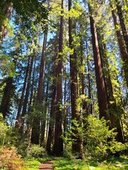 Hiking trail through the redwood forest in Northern California