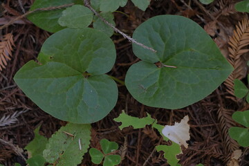 Redwood Sorrel in the redwood forest of Northern California