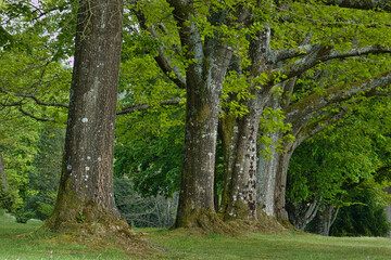 all&eacute;e ombrag&eacute;e dans un parc