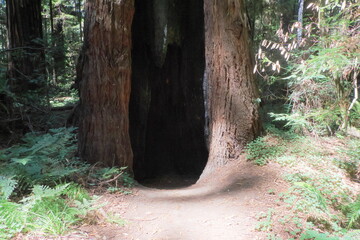 Massive Coast Redwood with a huge trunk in Northern California