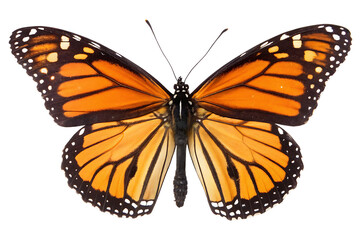 butterfly isolated on white background