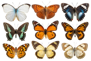 set of butterflies