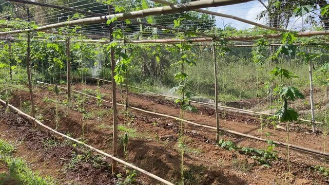 Bitter melon vines growing on trellis frames in a tropical Coron farm with tilled soil irrigation lines and young green leaves in Palawan