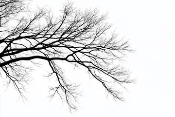 Obraz premium Bare tree branches silhouetted against a white background, evoking a sense of solitude