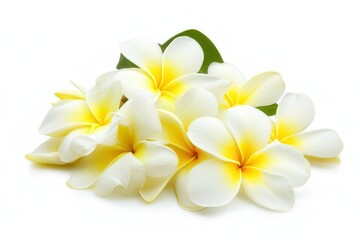 Beautiful arrangement of plumeria flowers on a white background, perfect for floral designs