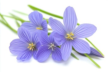 Fototapeta premium Beautiful close-up of delicate purple flowers with green stems on a white background