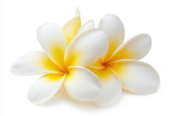 Beautiful close-up of plumeria flowers with white petals and yellow centers on a white background